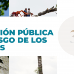Gestión pública del riesgos de los árboles
